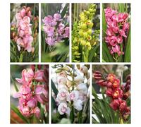Semi di orchidea Cymbidium-semi di orchidea- d'appartamento, decorazione del davanzale finestra decorative, resistenti per il giardino da giardino, 100pcs