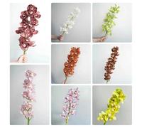 Semi di orchidea Cymbidium-semi di orchidea-decorative, resistenti per il giardino vaso per,da ombra Giardino interno, regali per gli amanti del 200pcs