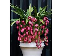 Semi di orchidea Cymbidium-semi di orchidea-Decorazione del giardino per esterni, regali insoliti in vaso, soggiorno decorativo moderno in vaso resistenti 200pcs