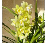 Semi di orchidea Cymbidium-semi di orchidea-semi di,in vaso Giardino to, per luoghi soleggiati Le perenni sono perenni resistenti, semi di 100pcs