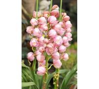 Semi di orchidea Cymbidium-semi di orchidea-vaso per,da ombra di semi di,per esterno Semi di perenni resistenti, da giardino 200pcs