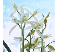 Semi di orchidea Cymbidium, semi di rare selvatici da balcone vecchie varietà giardino decorazione del soggiorno decorazione floreale da balcone amici 20pcs