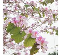 Semi di orchidea - da esterno resistenti Bauhinia purpurea - da giardino roccioso resistenti per luoghi soleggiati di semi di esotiche 10pcs