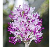 Semi di orchidea da giardino con fusti nudi, più di 100 semi, piante da fiore perenni esotiche che attirano farfalle e api, facili da coltivare
