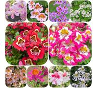 Semi di orchidea del contadino - resistenti per giardini rocciosi decorazione con esotici semi di estivi per i luoghi soleggiati giardinieri selvatici rari 800pcs