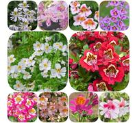 Semi di orchidea del contadino - resistenti per giardini rocciosi semi di selvatici rari resistenti decorazione con esotici 800pcs