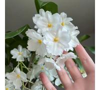 semi di orchidea dendrobium, resistenti all'inverno per il giardino esotiche rare 250pcs