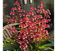 Semi di orchidea Oncidium - arredamento del soggiorno estivi resistenti vecchie varietà raro da balcone semi di come bomboniera organico per gli 120pcs