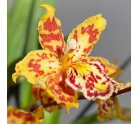 semi di orchidea Oncidium, interno esotico semi di decorazione per i luoghi soleggiati balcone raro serre balcone arredamento del soggiorno 160pcs