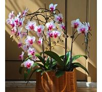 semi di orchidea Phalaenopsis - balcone varietà antiche biologiche serre balcone Aiuole rialzate per il giardino giardino sul in vaso 250pcs