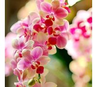 Semi di orchidea Phalaenopsis, da balcone resistenti semi di campo biologici regali per gli amanti del 20pcs