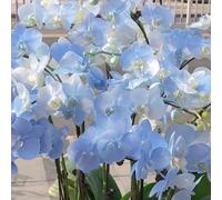 semi di orchidea Phalaenopsis - decorazione giardino balcone raro 850pcs