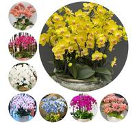 semi di orchidea Phalaenopsis - decorazioni giardino per esterni resistenti adatte al pieno sole recisi balcone 200pcs