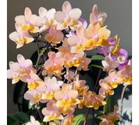 semi di orchidea Phalaenopsis - esotiche decorazione varietà 550pcs