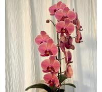 semi di orchidea Phalaenopsis - giardino sul balcone resistenti biologiche varietà antiche interno in vaso per l'arredamento dell'ufficio 350pcs