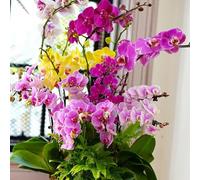 semi di orchidea Phalaenopsis, resistenti all'esterno esotiche decorazione per il giardino da balcone 1000pcs