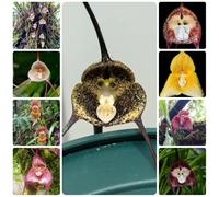 Semi di orchidea scimmia, Dracula simia, esotici Semi di orchidea faccia di scimmia, le da giardino roccioso sono resistenti Le da giardino sono 200pcs