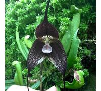 Semi di orchidea scimmia, Dracula simia, le da giardino roccioso sono resistenti Semi di orchidea faccia di scimmia, da balcone tappezzanti decorazione 150pcs