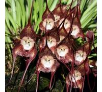Semi di orchidea scimmia, Dracula simia, resistenti per il giardino Semi di orchidea faccia di scimmia, da balcone resistenti Le da giardino sono 100pcs