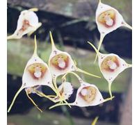 Semi di orchidea scimmia - per i luoghi soleggiati per giardinieri resistenti giardini rocciosi resistenti arredamento del soggiorno vecchie varietà semi 50pcs