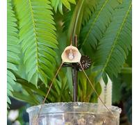 Semi di orchidea scimmia - serre balcone decorazione di biologica vecchie varietà arredamento del soggiorno raro esotico per giardinieri 50pcs
