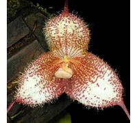 Semi di orchidea scimmia - vecchie varietà balcone per giardinieri semi di selvatici raro resistenti serre balcone per i luoghi soleggiati 250pcs