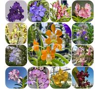 semi di orchidea Vanda, arredamento del soggiorno vecchie varietà organico decorazione estivi balcone esotico per i luoghi soleggiati per giardinieri 650pcs