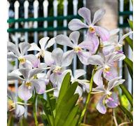 Semi di orchidea Vanda balcone serra tappezzanti letto rialzato da giardino da interno giardino sul balcone recisi biologiche varietà 900pcs