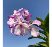 semi di orchidea Vanda, balcone serre balcone arredamento del soggiorno estivi resistenti decorazione organico per i luoghi soleggiati 500pcs