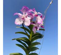 semi di orchidea Vanda, semi di come bomboniera per i luoghi soleggiati vecchie varietà organico per giardinieri resistenti arredamento del soggiorno 500pcs