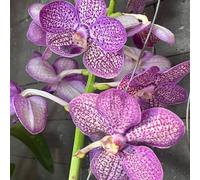 semi di orchidea Vanda, vecchie varietà organico interno estivi balcone arredamento del soggiorno per i luoghi soleggiati semi di come bomboniera 50pcs