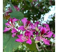 semi di orchidee - decorazione balcone letto elevato prato semi giardino piccolo per 200pcs