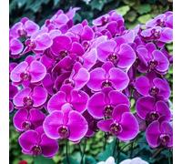 semi di orchidee phalaenopsis - del giardino come per decorazione da interno 200pcs