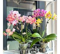 semi di orchidee phalaenopsis - giardino decorazione soggiorno rare campo 800pcs