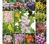 semi di orchidee - Semi di selvatica perenne Decorazione resistente per il balcone giardino orchidee 250pcs