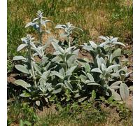 semi di orecchie d'agnello decorazioni giardino per esterni resistenti selvatiche verdi semi di per i luoghi soleggiati resistenti giardini 90pcs