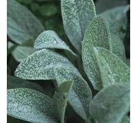 semi di orecchie d'agnello per i luoghi soleggiati copertura del terreno decorazioni giardino per esterni resistenti giardini rocciosi giardinieri 60pcs