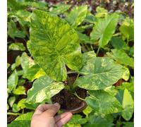 Semi di orecchie di elefante - copertura del terreno esotico da appartamento facili da curare resistenti per giardini rocciosi per gli amanti del giardino organico 50pcs