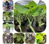 Semi di orecchio d'elefante - balcone vecchie varietà copertura del terreno esotico resistenti per giardinieri interno verdi per i luoghi soleggiati 130pcs