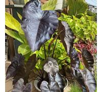 Semi di orecchio d'elefante - per i luoghi soleggiati vecchie varietà resistenti per giardini rocciosi giardinieri copertura del terreno decorazioni 20pcs