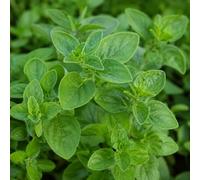 Semi di Origano - 100 Semi Erba Aromatica NO OGM per Orto, Vaso e Giardino - Pianta Aromatica Profumata per Cucina, Spezie e Ricette Mediterranee - Oregano Herb Seeds