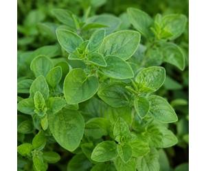 Semi di Origano - 100 Semi Erba Aromatica NO OGM per Orto, Vaso e Giardino - Pianta Aromatica Profumata per Cucina, Spezie e Ricette Mediterranee - Oregano Herb Seeds