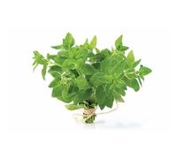 Semi di Origano