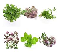 Semi di origano biologici, giardino sul balcone Origano volgare, regali per giardinieri esotiche semi di perenni 100pcs