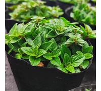 semi di origano biologico balcone per giardino resistenti all'esterno 350pcs