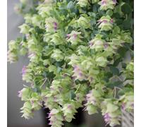 semi di origano biologico - perenni resistenti per aiuole da appartamento per giardino da balcone 800pcs