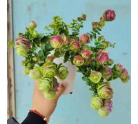 semi di origano biologico - resistenti per balcone per perenni decorative 250pcs