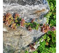 semi di origano perenne resistente - balcone decorative esterno 100pcs