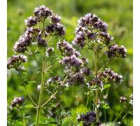 semi di origano perenne resistente - biologici balcone pascolo vecchie varietà giardino interno rari 50pcs