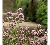 semi di origano perenne resistente - biologici giardino balcone interno 800pcs